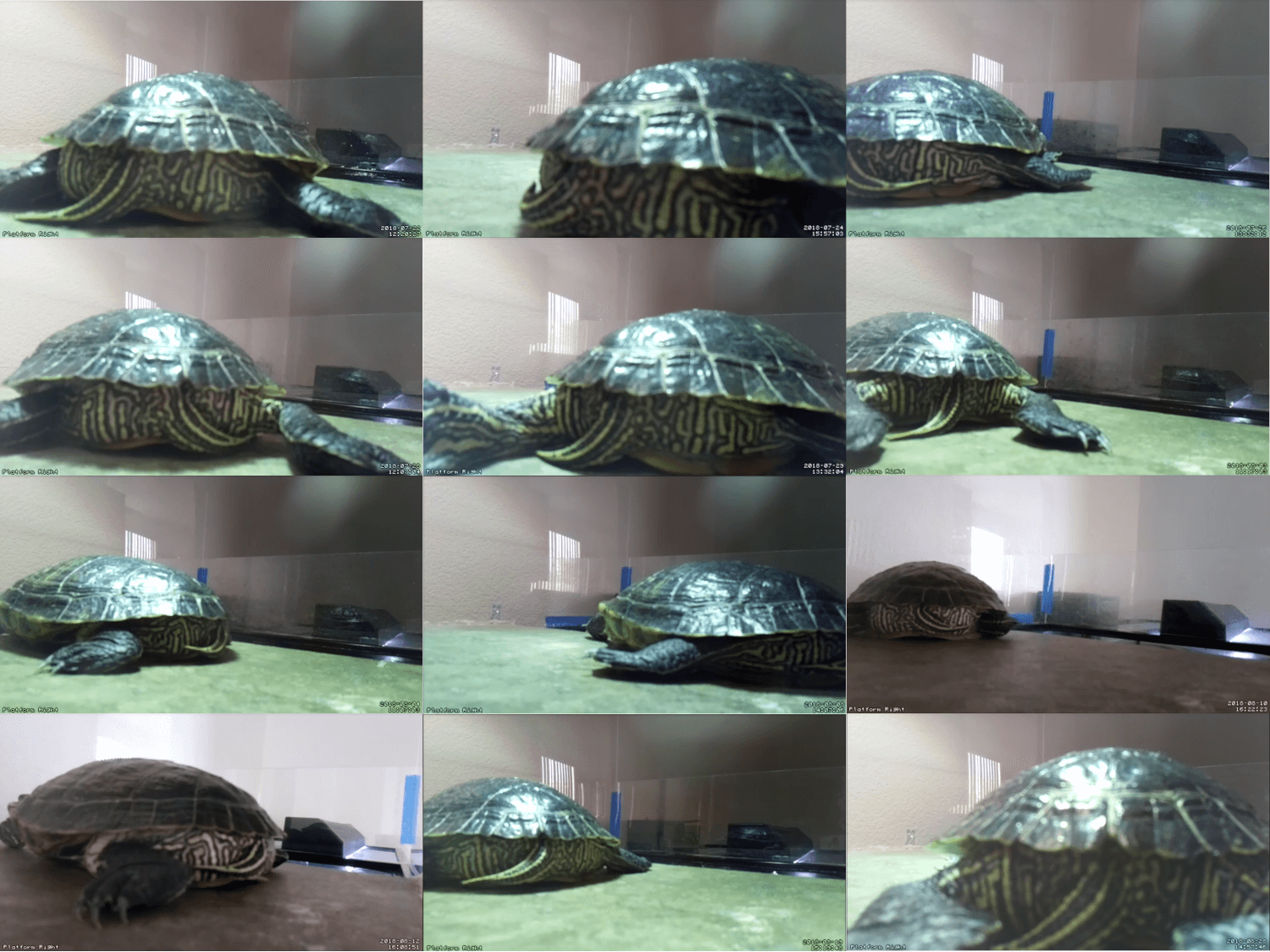 Turtle Butt Collage